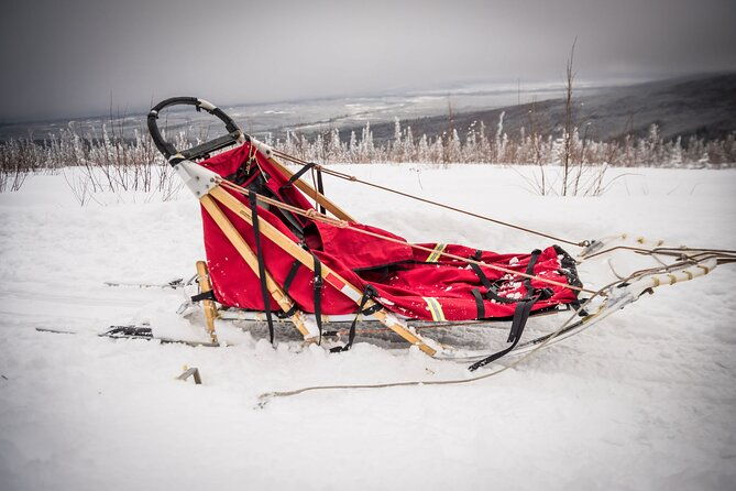 half-day-drive-your-own-dog-team-dog-sledding-tour