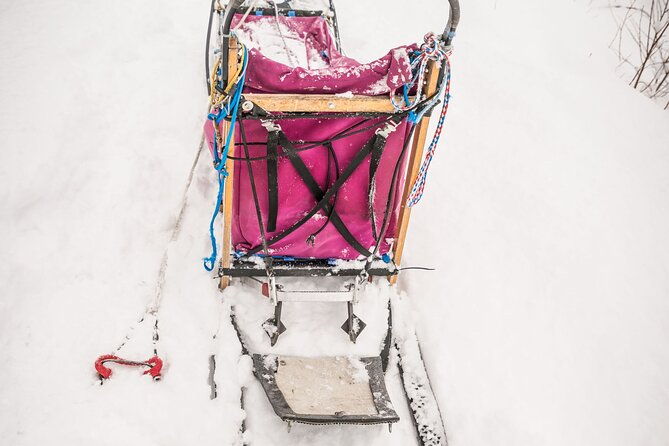half-day-drive-your-own-dog-team-dog-sledding-tour