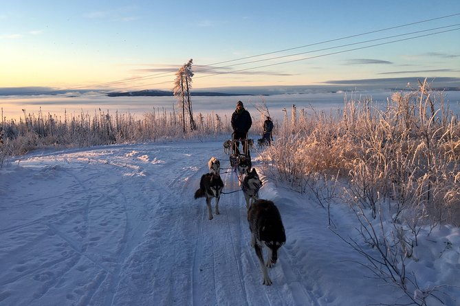 half-day-drive-your-own-dog-team-dog-sledding-tour
