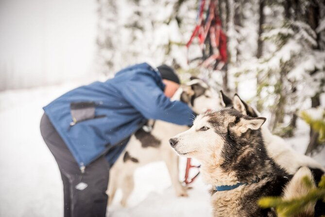 half-day-drive-your-own-dog-team-dog-sledding-tour
