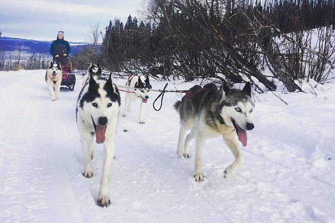 half-day-drive-your-own-dog-team-dog-sledding-tour