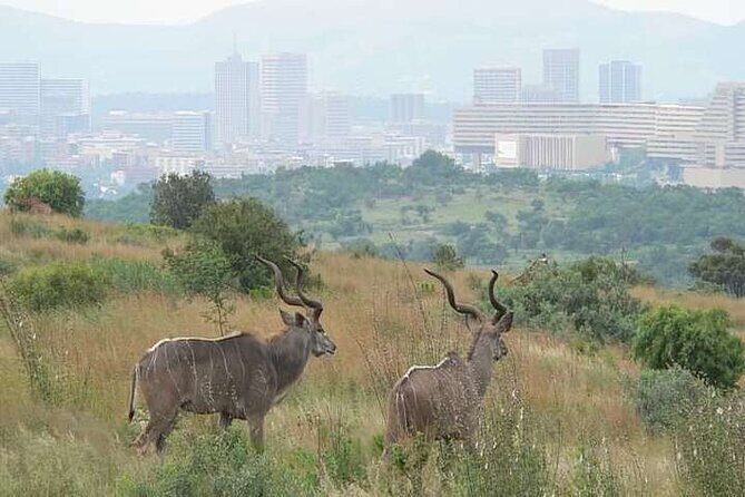 Half Day E-Biking with Wildlife Watching in Pretoria - A Detailed Look at the Half Day E-Biking with Wildlife Watching in Pretoria
