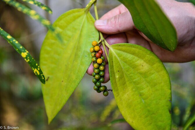 Half-Day Eco Punting and Village Backwater Cruise from Cochin - Key Points