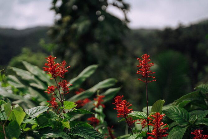 half-day-el-yunque-national-forest-tour-from-san-juan