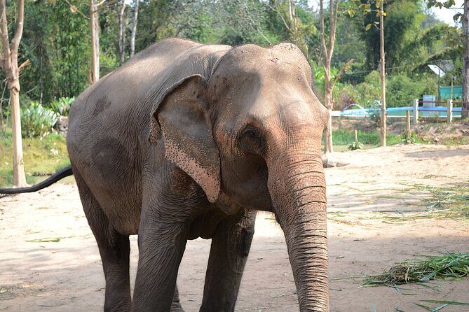 Half day Ethnic Elephant Sanctuary and Bee Farm - What’s Included and What to Keep in Mind