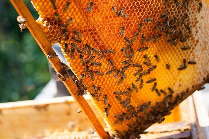 Half day Ethnic Elephant Sanctuary and Bee Farm - Who Will Enjoy This Tour?