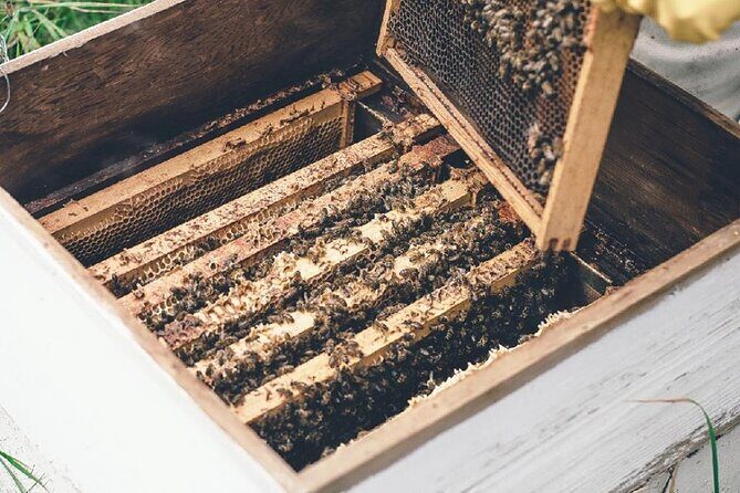 Half day Ethnic Elephant Sanctuary and Bee Farm - FAQ