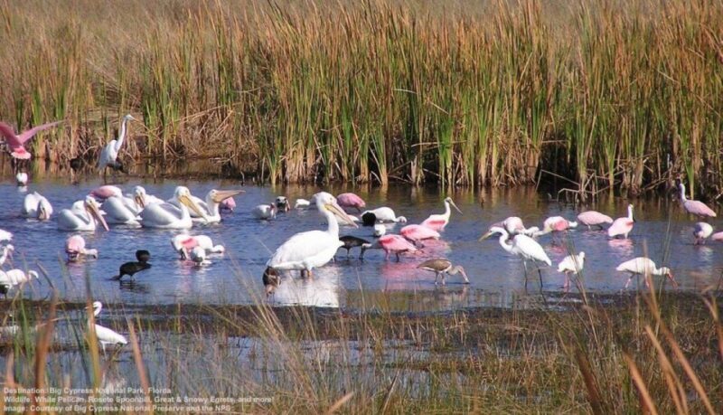 Half-Day Everglades Airboat Tours and Transportation - Key Points