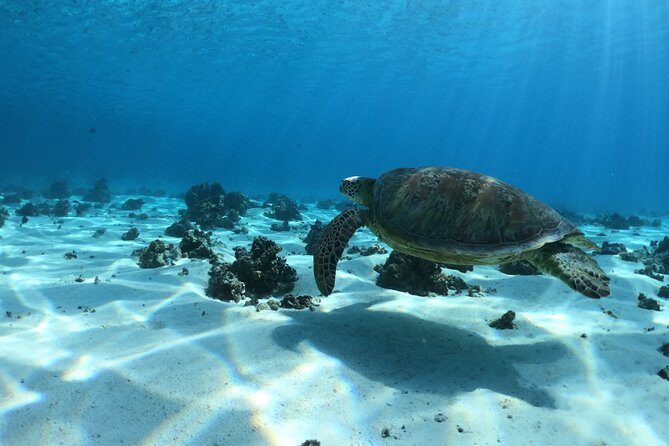 Half day Excursion, Drift Snorkeling Lagoon Adventure. 3H - Key Points