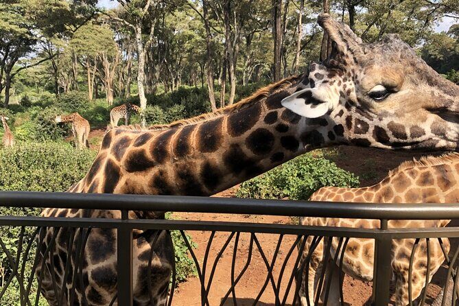 Half Day Excursion Tour in Nairobi - Exploring Nairobi in Half a Day: A Practical and Authentic Tour Experience
