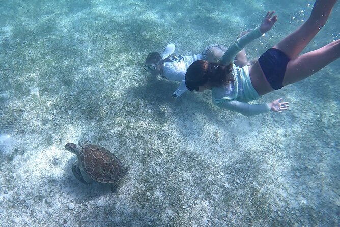 half-day-exotic-private-charter-rose-island-pigs-and-turtles