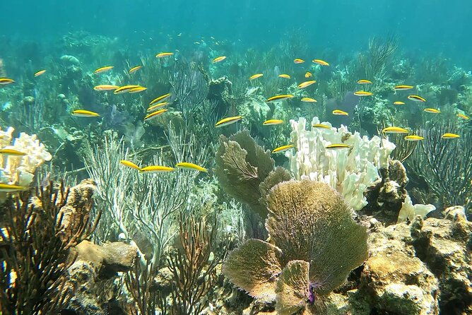 half-day-exotic-private-charter-rose-island-pigs-and-turtles