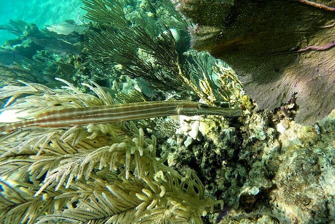 half-day-exotic-private-charter-rose-island-pigs-and-turtles