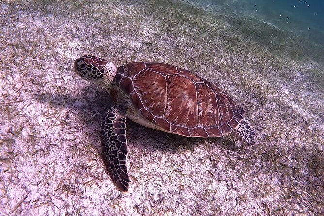 half-day-exotic-private-charter-rose-island-pigs-and-turtles