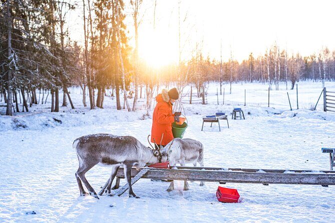 Half-Day Experience in Local reindeer farm in Lapland - Detailed Breakdown of the Tour