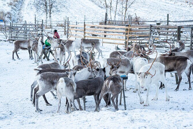 Half-Day Experience in Local reindeer farm in Lapland - The Sum Up