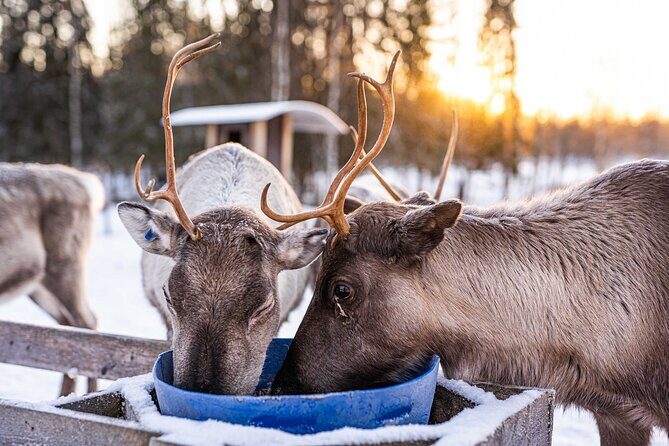 Half-Day Experience in Local reindeer farm in Lapland - FAQ