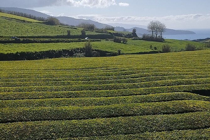 half-day-fire-lake-and-pineapple-farm-tour-in-sao-miguel-with-tea