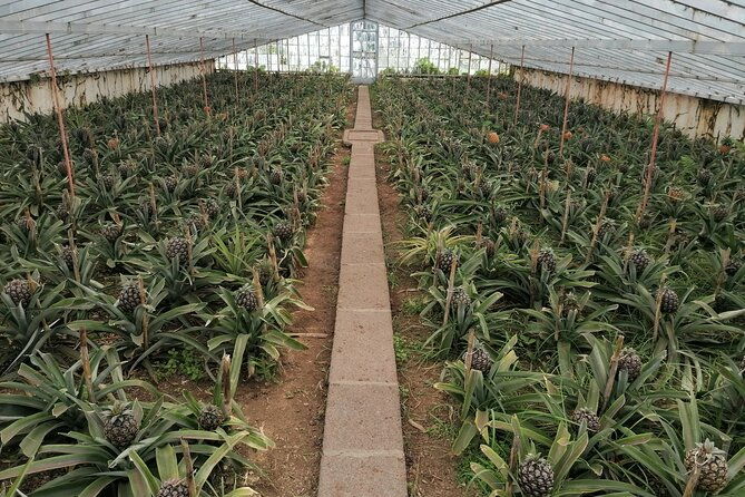 half-day-fire-lake-and-pineapple-farm-tour-in-sao-miguel-with-tea