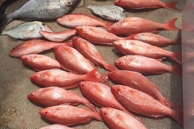 half-day-fishing-trip-in-fort-lauderdale