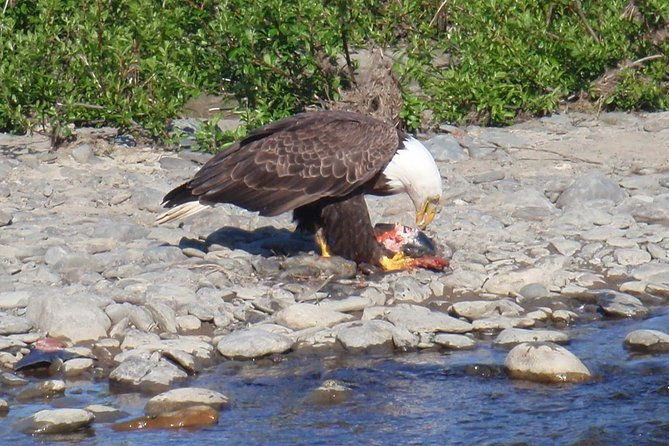half-day-fishing-trip-on-the-kenai-river-2