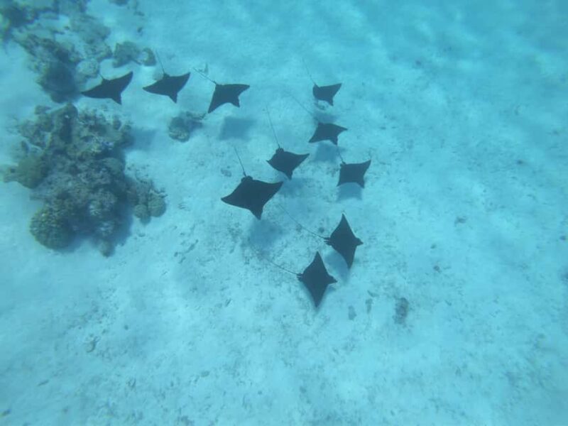 Half day for Snorkeling, Legends, History with O-sea Bora - Final Thoughts
