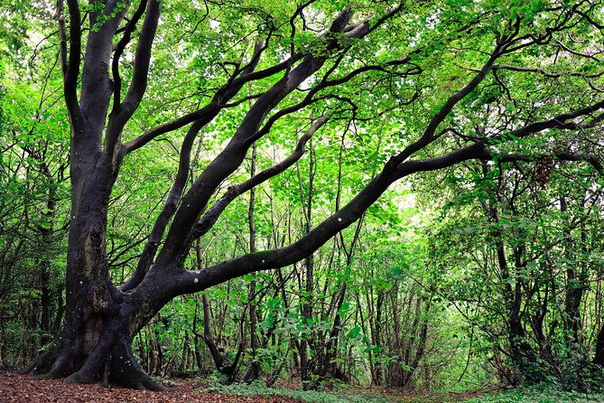 half-day-forest-bathing-and-yoga-in-brightons-woodlands