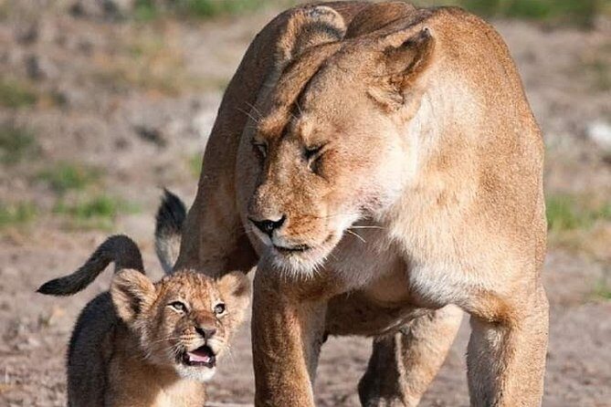 Half-Day Game Drive in Nairobi National Park with Hotel Pickup - Final Thoughts: Is It Worth It?