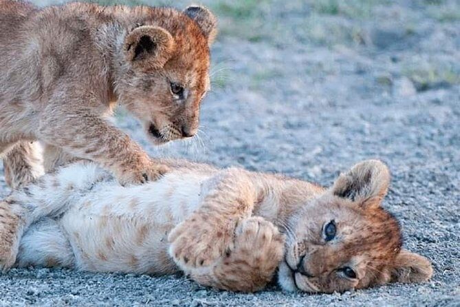 Half-Day Game Drive in Nairobi National Park with Hotel Pickup - FAQ