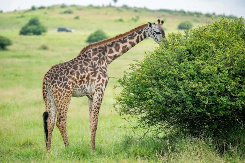 Half-Day Game Drive in Nairobi National Park With Pickup - Key Points  