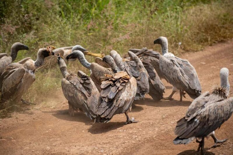 Half-Day Game Drive in Nairobi National Park With Pickup - Who Is This Tour Best For?