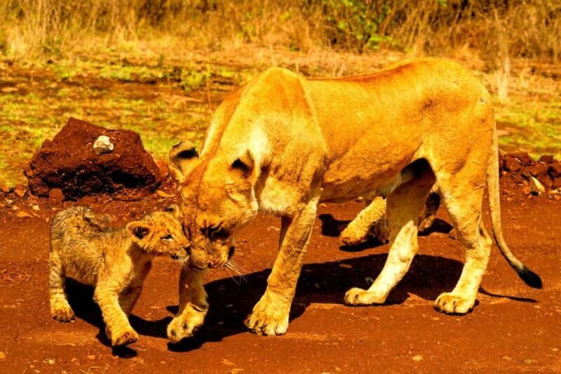 Half-Day Game Drive in Nairobi National Park With Pickup - FAQs