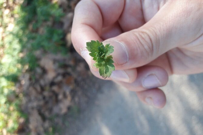half-day-gastronomic-wild-walk-in-girona-2