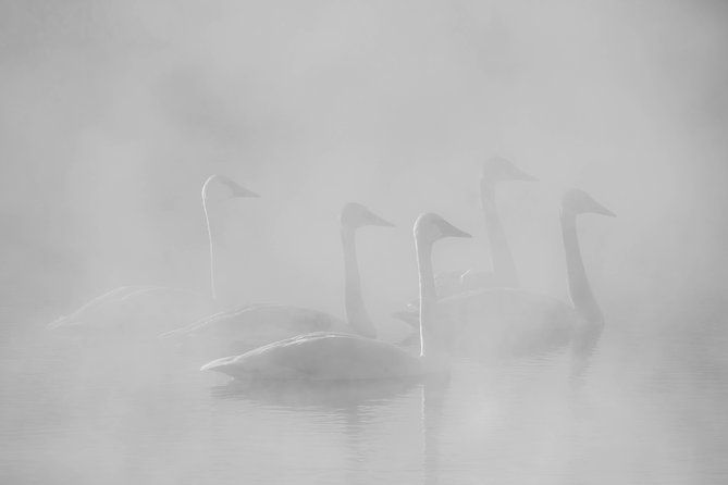 half-day-grand-teton-wildlife-private-safari-tour