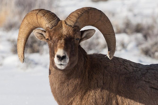 half-day-grand-teton-wildlife-private-safari-tour