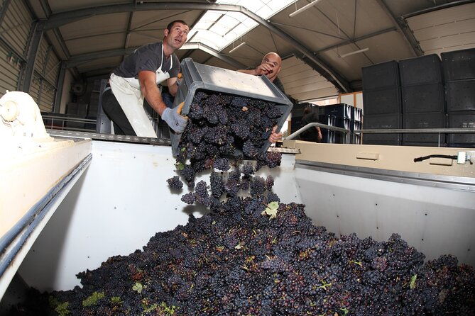 half-day-grape-harvest-experience-with-tasting-in-epernay