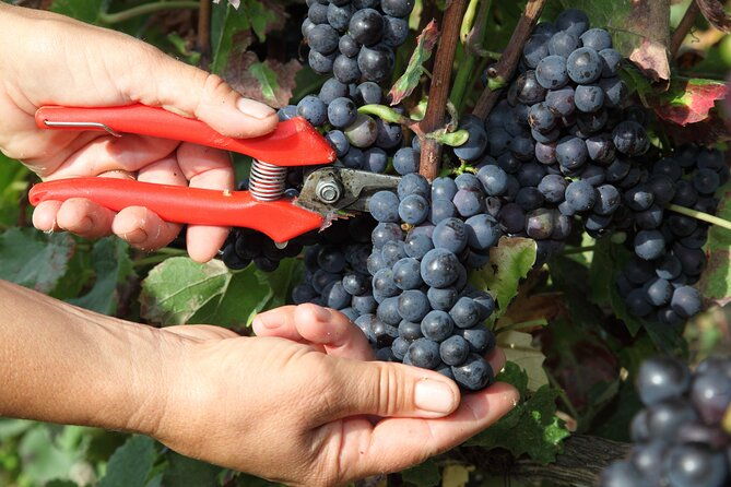 half-day-grape-harvest-experience-with-tasting-in-epernay