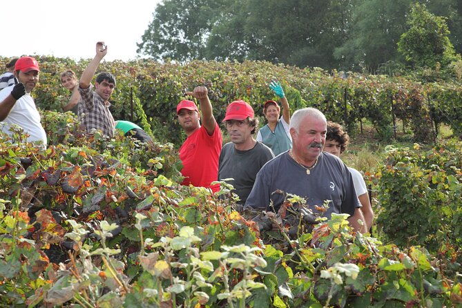 half-day-grape-harvest-experience-with-tasting-in-epernay