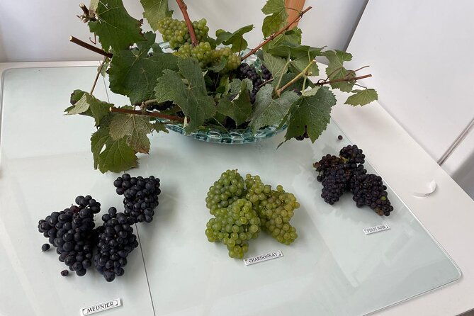 half-day-grape-harvest-experience-with-tasting-in-epernay