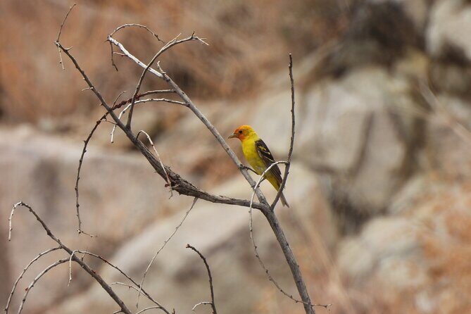 Half-Day Guided Hike in Joshua Tree National Park - The Value of the Experience