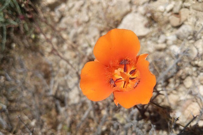 Half-Day Guided Hike in Joshua Tree National Park - Who Is This Tour Best For?