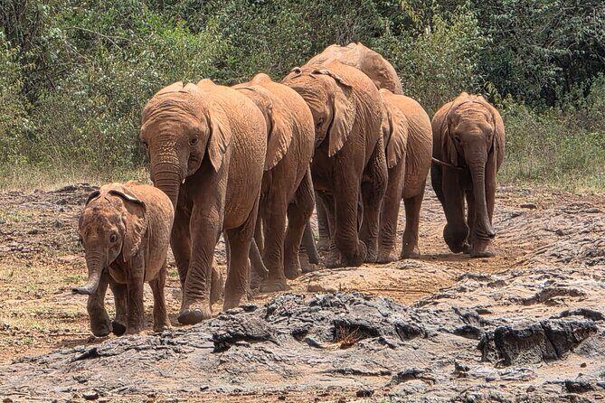 Half day guided tour in Nairobi National Park - Key Points