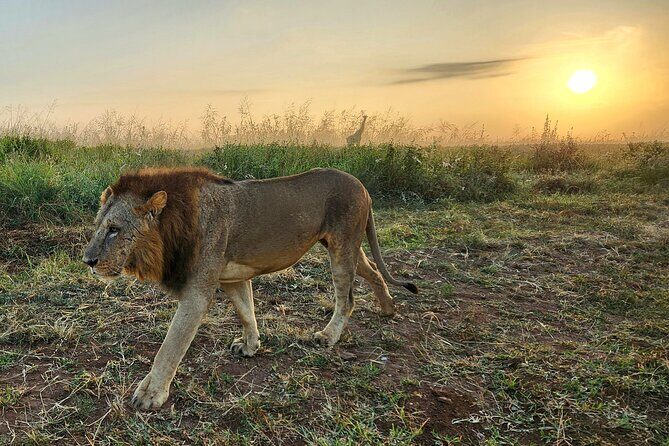 Half day guided tour in Nairobi National Park - Why We Love This Tour