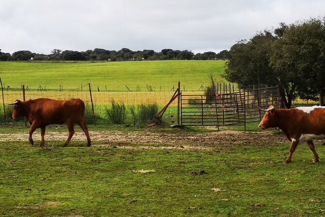 half-day-guided-tour-to-a-bull-farm-in-madrid