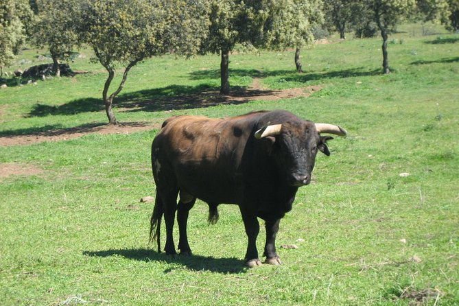 half-day-guided-tour-to-a-bull-farm-in-madrid