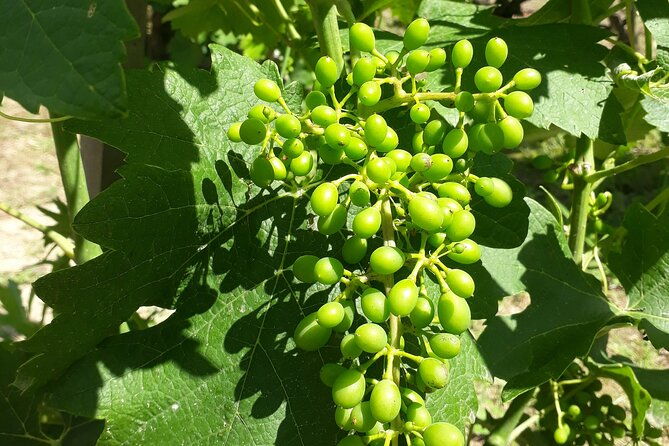 half-day-guided-tour-with-tasting-of-beaujolais-wines