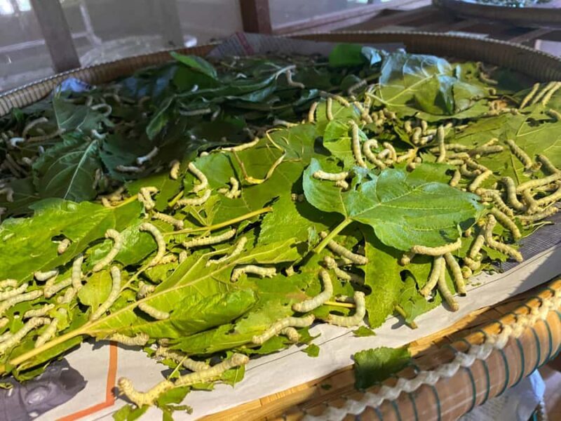 Half-Day Guided Visit: Silk Farm, Senteurs Angkor & Satcha - Deep Dive into Each Stop