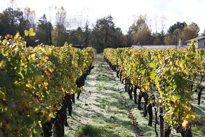 half-day-guided-wine-tasting-tour-in-bordeaux-vineyards-2
