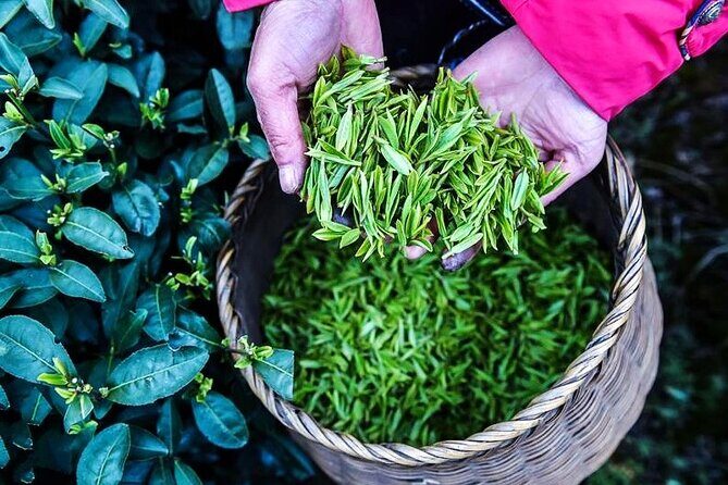 Half-Day Hangzhou Jiuxi Stream and Tea Plantation Experience - Practical Considerations