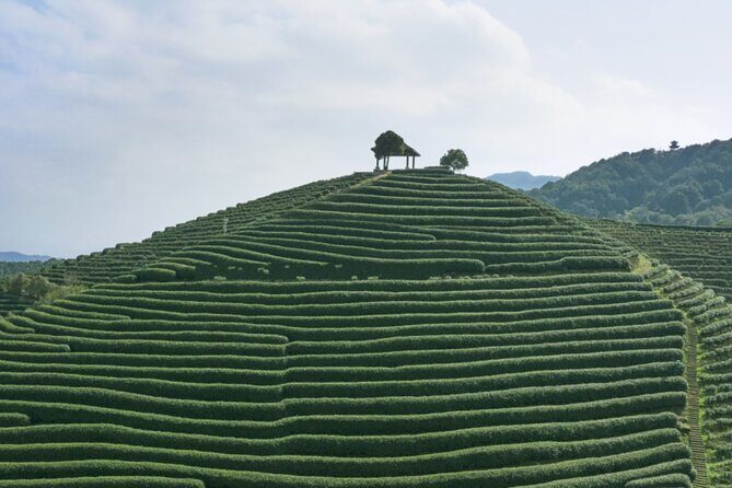 Half-Day Hangzhou Jiuxi Stream and Tea Plantation Experience - Authentic Experiences That Stand Out